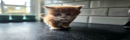 European cats for sale: Adorable Ginger Kitten Looking for Home - Advert 4