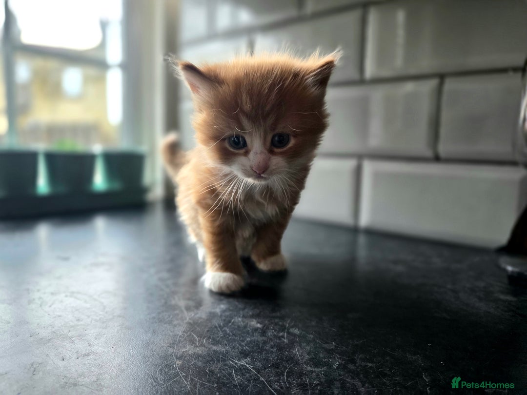 European cats for sale: Adorable Ginger Kitten Looking for Home - Advert 4