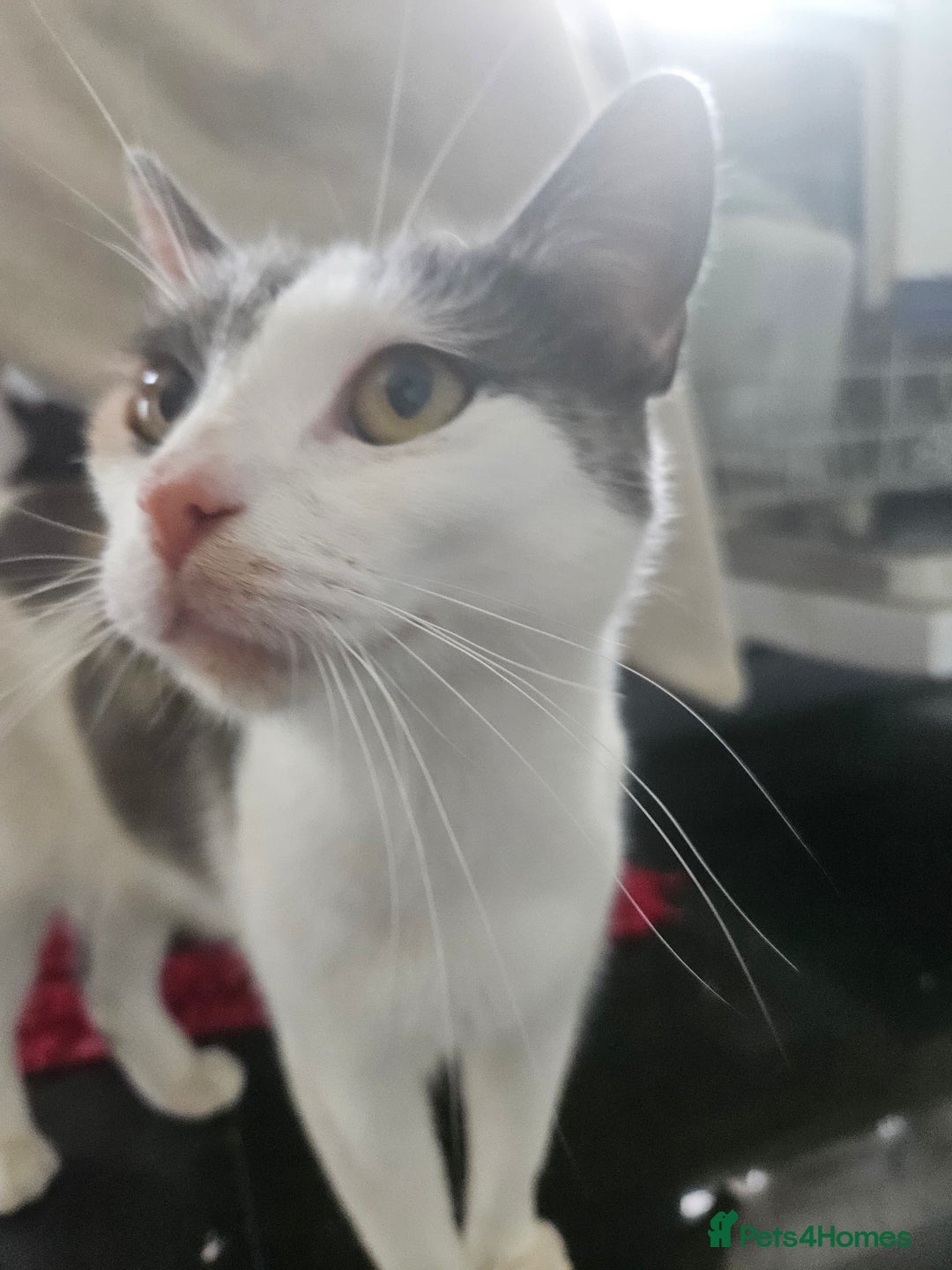 Mixed Breed cats for sale: Ready for new home kittens and 1 year female - Image 8