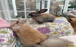Angora rabbits for sale: Indoor raised Angora~ vaccinated  - Image 6