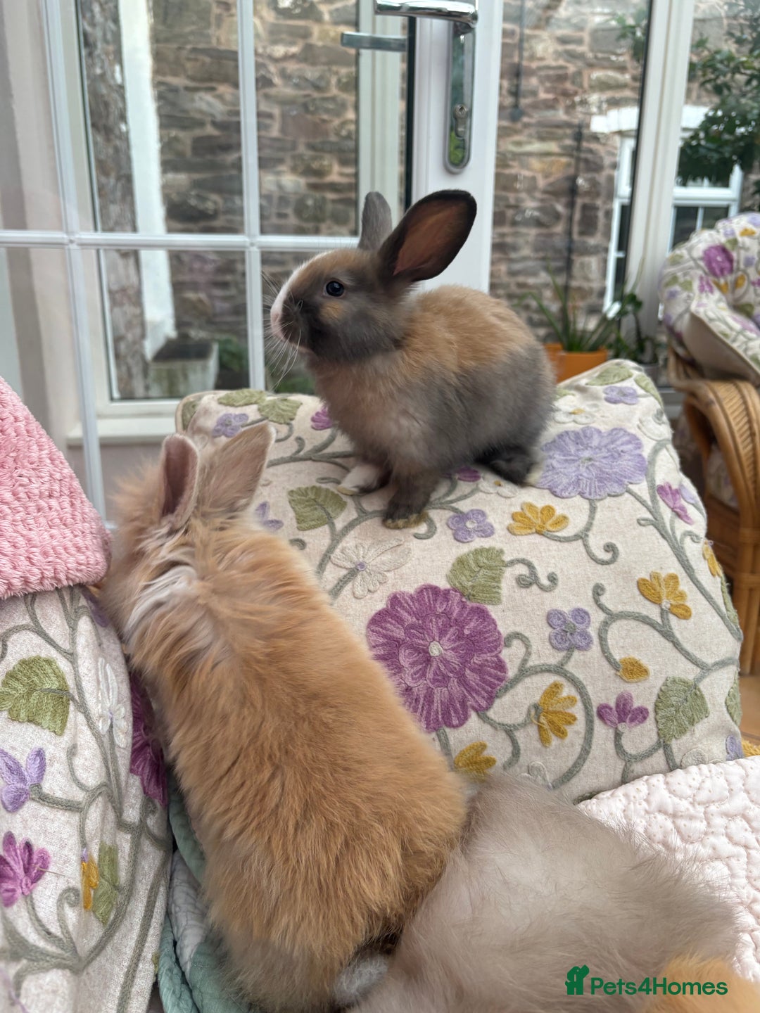 Angora rabbits for sale: Indoor raised Angora~ vaccinated  - Image 6