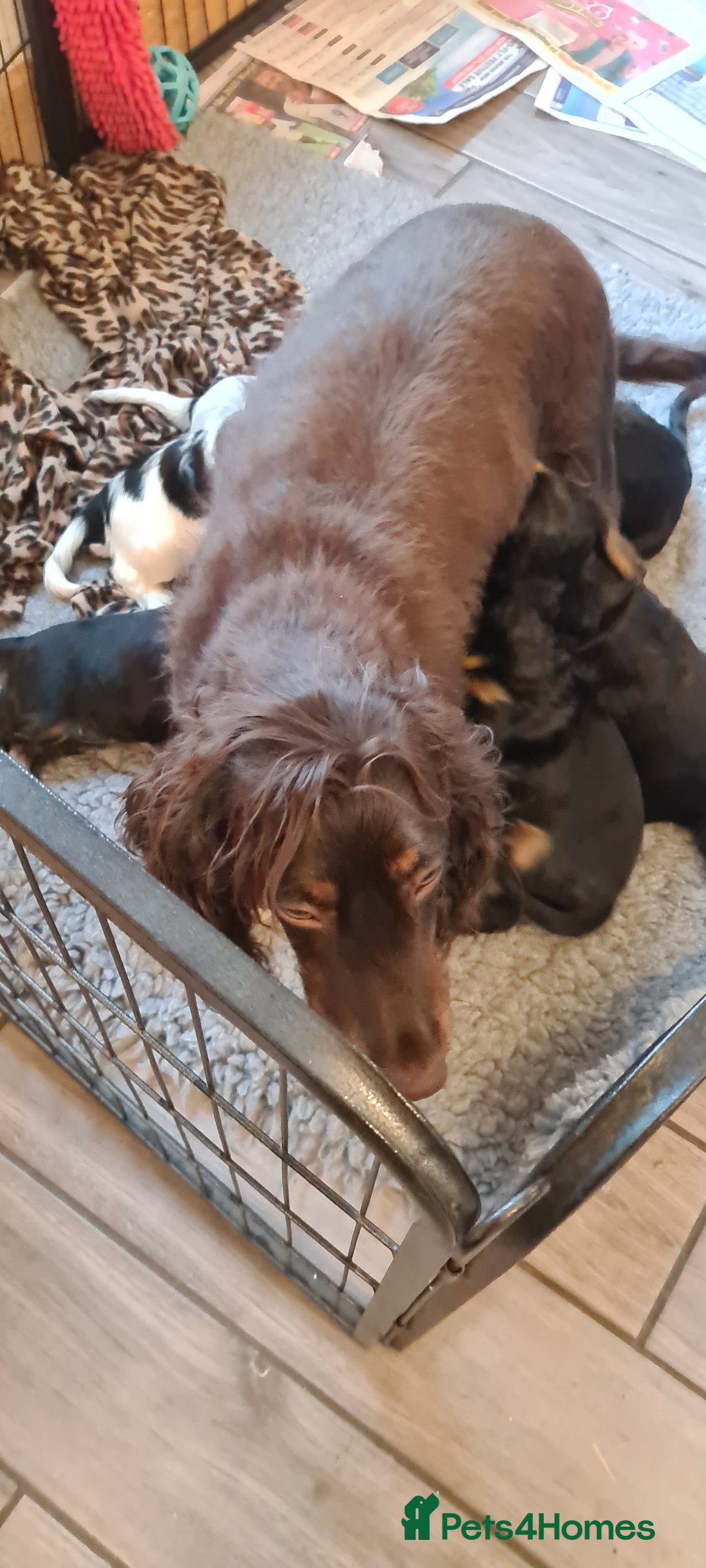 Cocker Spaniel dogs for sale: Little Girl available  - Advert 6