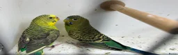 Budgerigars birds for sale: Black face with black wing split bf/bw pair  - Advert 10