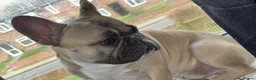 French Bulldog dogs for sale: Gorgous tanned/black mask French bulldog - Advert 8
