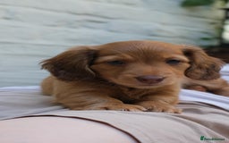 Miniature Dachshund dogs for sale: Miniature dachshunds - READY TO GO - Image 12