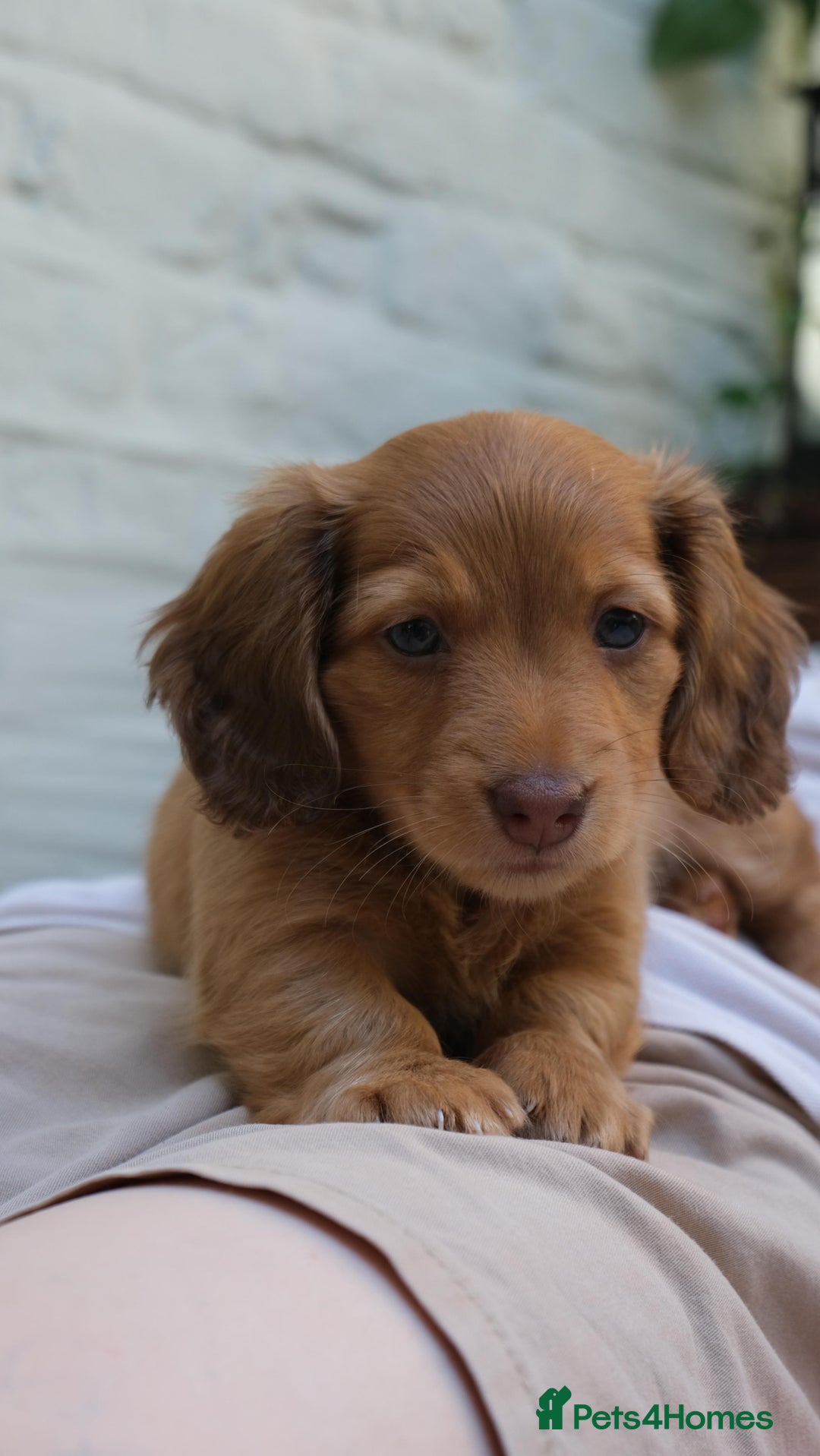 Miniature Dachshund dogs for sale: Miniature dachshunds - READY TO GO - Image 12