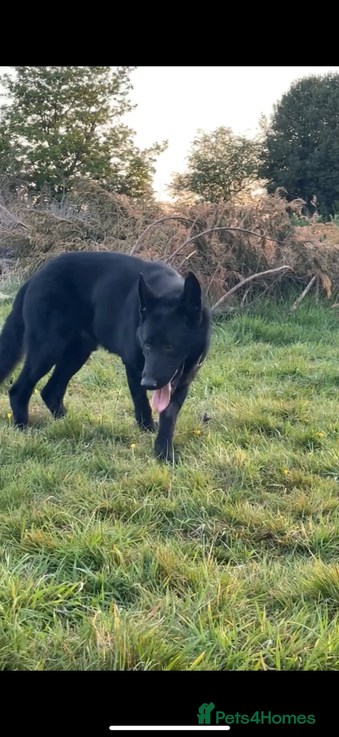 German Shepherd dogs for sale: Zander looking for his forever home  in Bedford - Advert 2