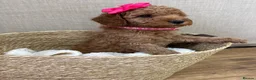 Cavapoo dogs for sale: **READY TO LEAVE THIS WEEK ** F1B Cavapoo Puppiess - Advert 11