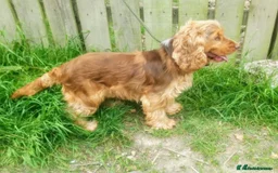 Cocker Spaniel dogs for sale: Beautiful Lemon & Brown Cocker Spaniel Puppies  - Image 10
