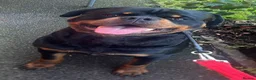 Rottweiler dogs for stud: Available stud limited time only! Serbian import - Advert 6