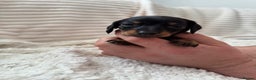 Miniature Dachshund dogs for sale: 8 Adorable miniature dachshund puppies - Advert 13