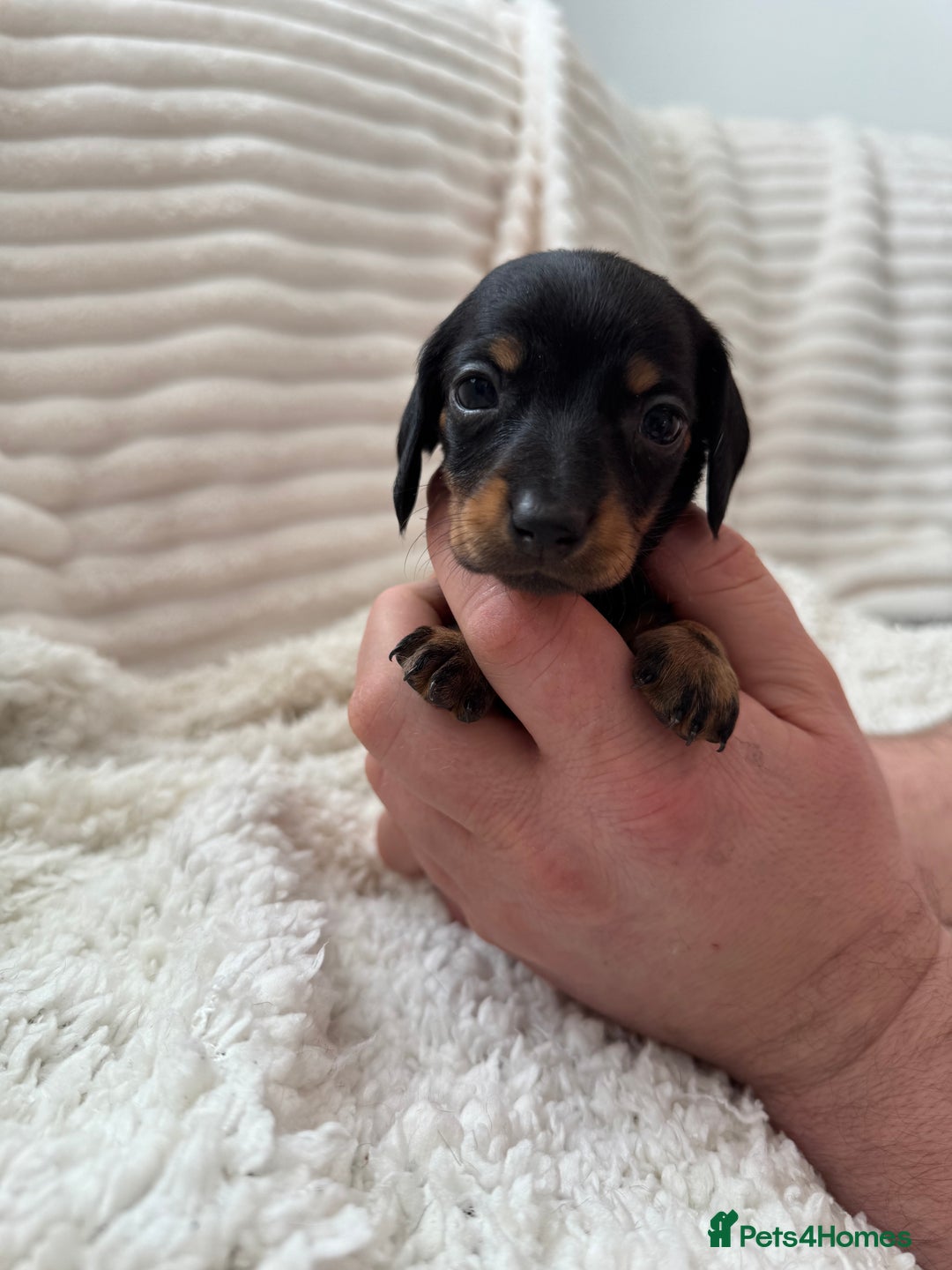 Miniature Dachshund dogs for sale: 8 Adorable miniature dachshund puppies - Advert 13