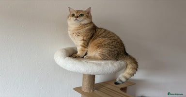 British Shorthair cats - Advert 13