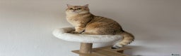 British Shorthair cats for stud: Stud  TICA Active Golden British Shorthair  - Advert 2