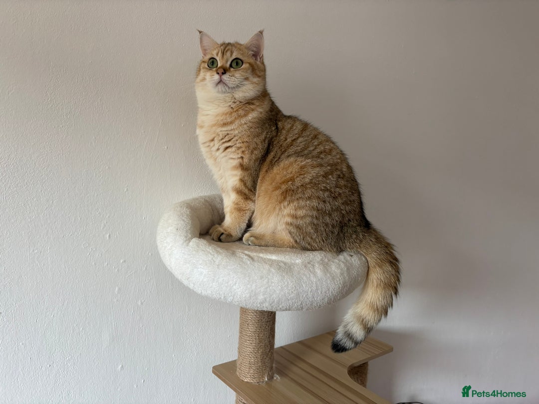 British Shorthair cats for stud: Stud  TICA Active Golden British Shorthair  - Image 2