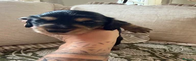 Miniature Dachshund 3