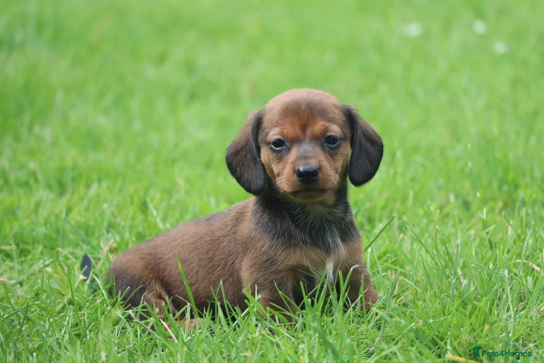 Miniature Dachshund dogs for sale: Stunning litter of Miniature Dachshunds  - Advert 8