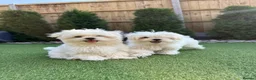 Maltese dogs for sale: Pure Korean Meltese puppies for sale - Advert 2