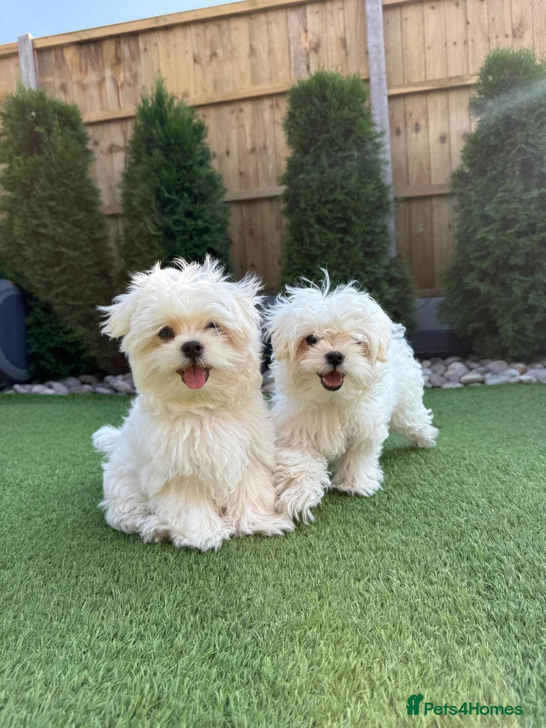 Maltese dogs for sale: Pure Korean Meltese puppies for sale - Advert 2