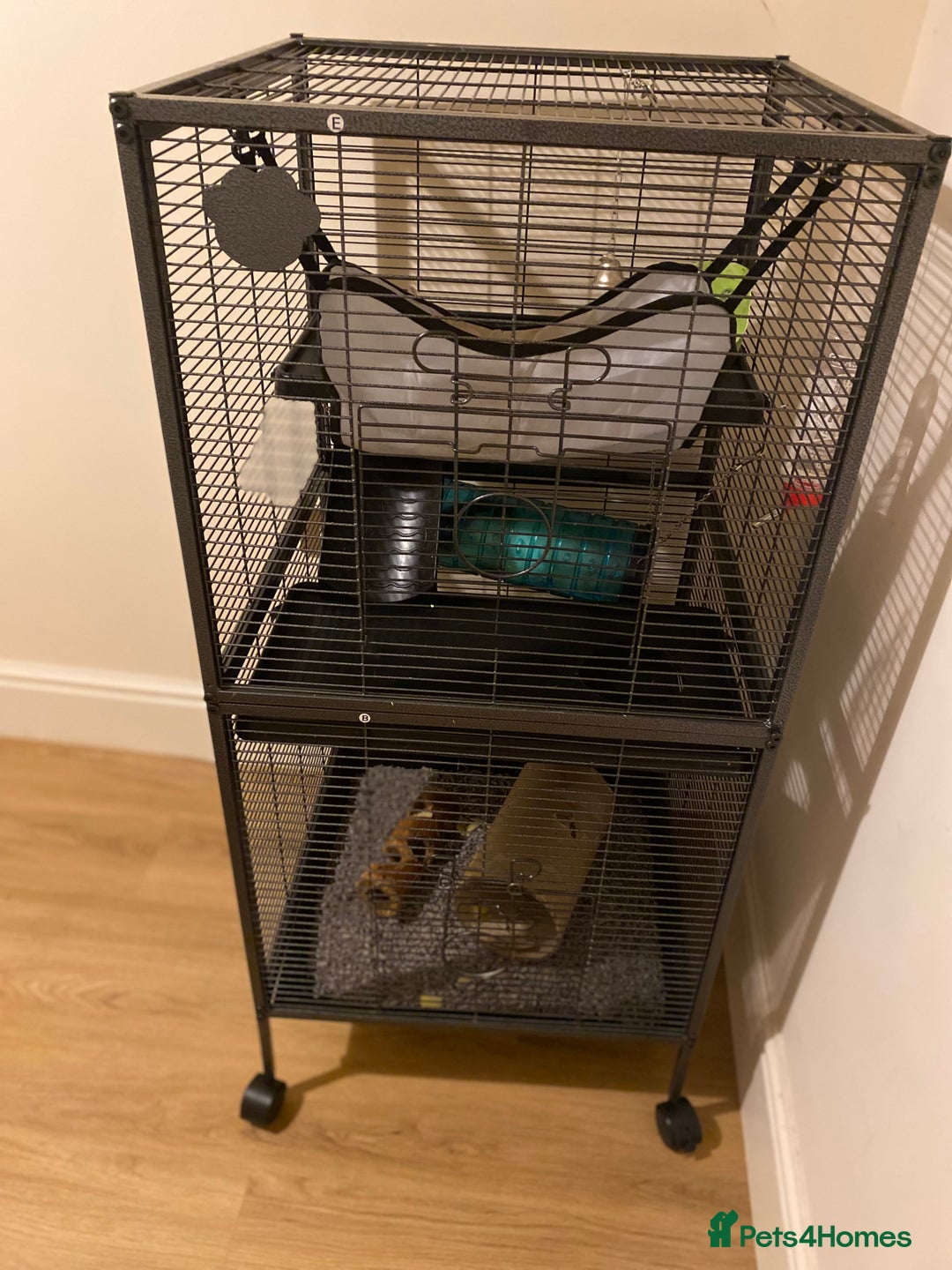 Rat rodents for sale: 2 male rats - aged 7 months - Advert 2