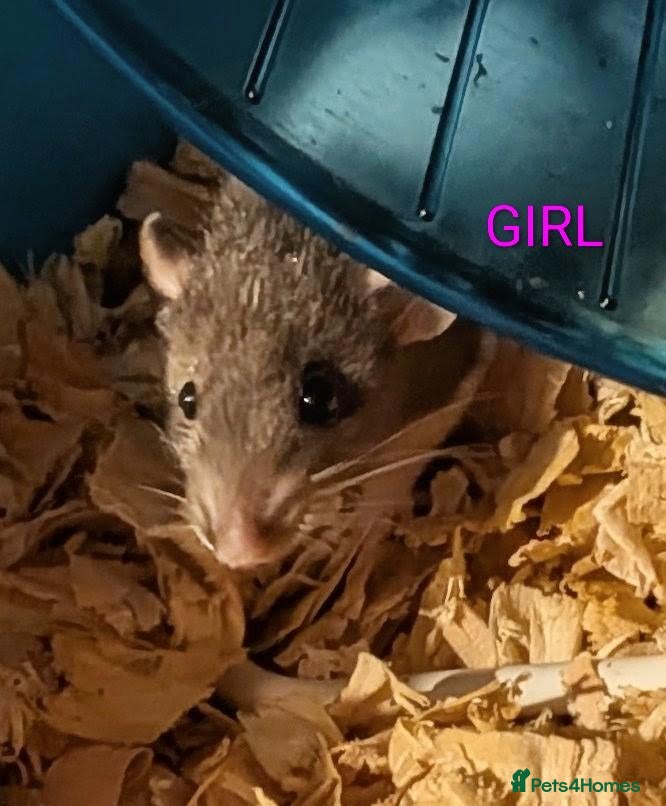 Rat rodents Beautiful baby Dumbo rats - females  - Advert 22