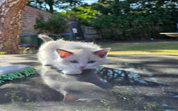 Ragdoll cats for sale: GCCF REGISTERED RAGDOLL KITTENS - Image 17