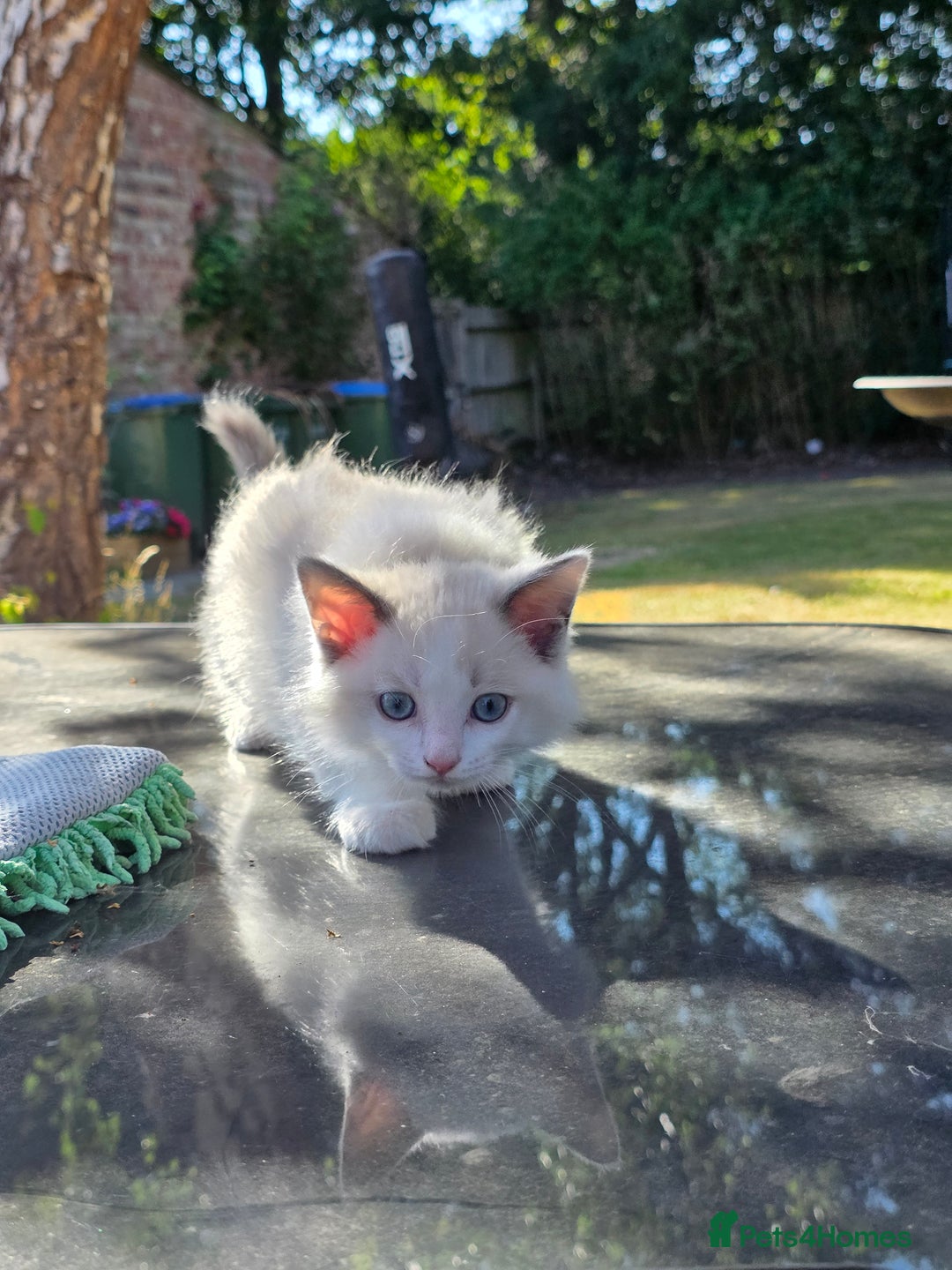 Ragdoll cats for sale: GCCF REGISTERED RAGDOLL KITTENS - Image 17