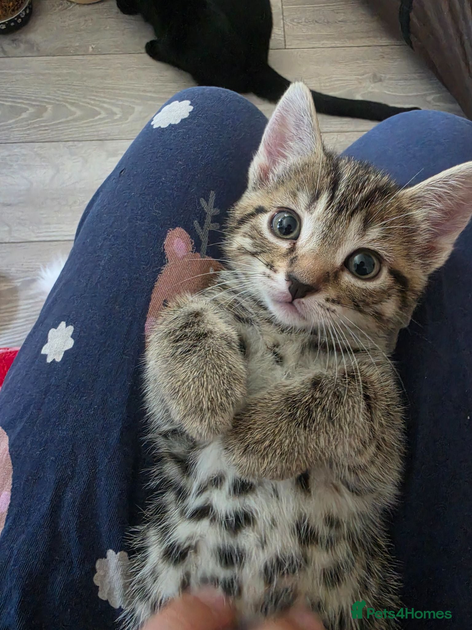 Mixed Breed cats 3 stunning boy kittens  - Advert 13