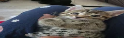 Mixed Breed cats for sale: 3 stunning boy kittens  - Advert 19