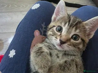 Mixed Breed cats 3 stunning boy kittens - Advert 13