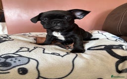French Bulldog dogs for sale: 5 beautiful healthy French bulldogs. - Image 14