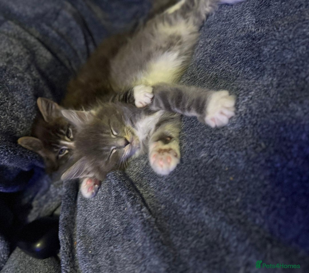 Maine Coon cats for sale: Full Maine coon kittens available  - Advert 4