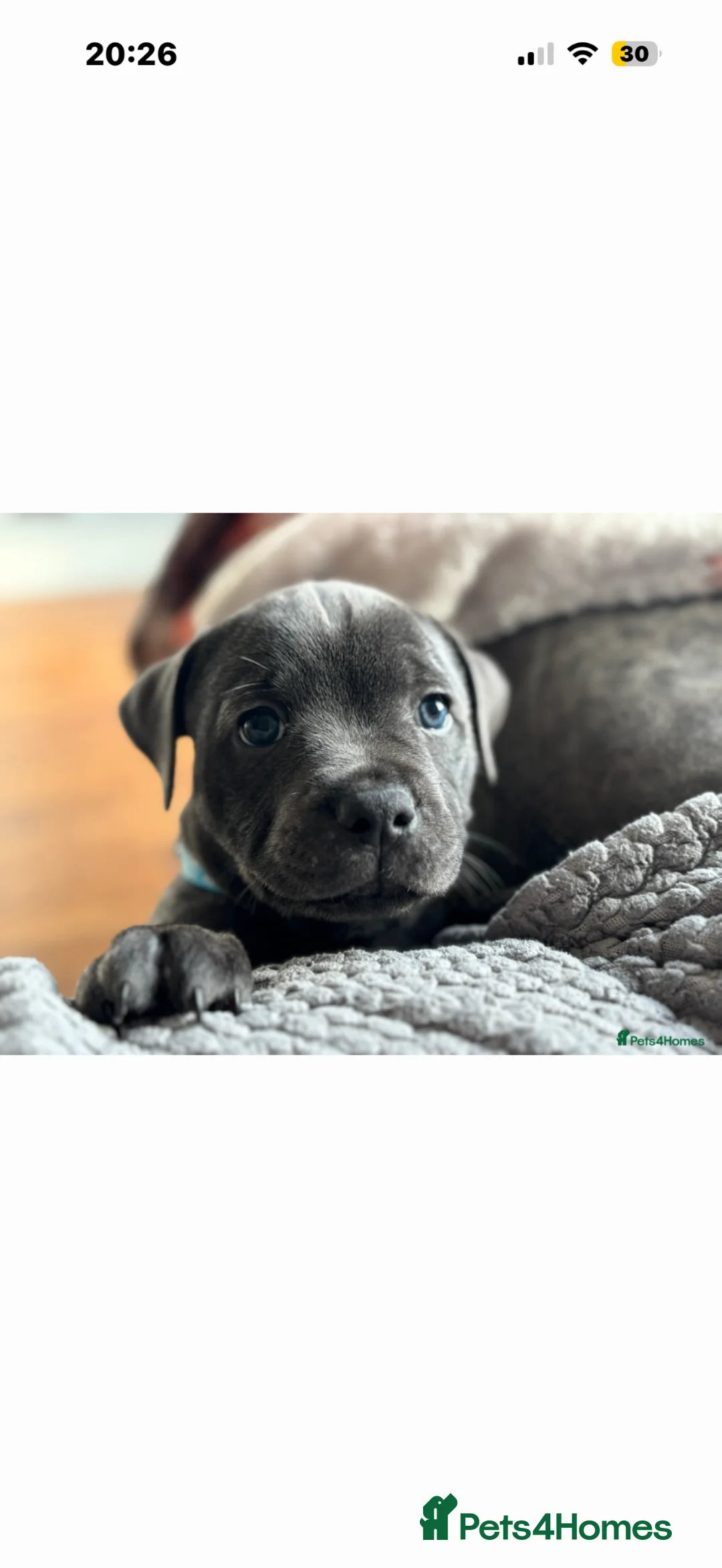 Staffordshire Bull Terrier dogs for stud: Blue Staffy For Stud proven KC  - Advert 2