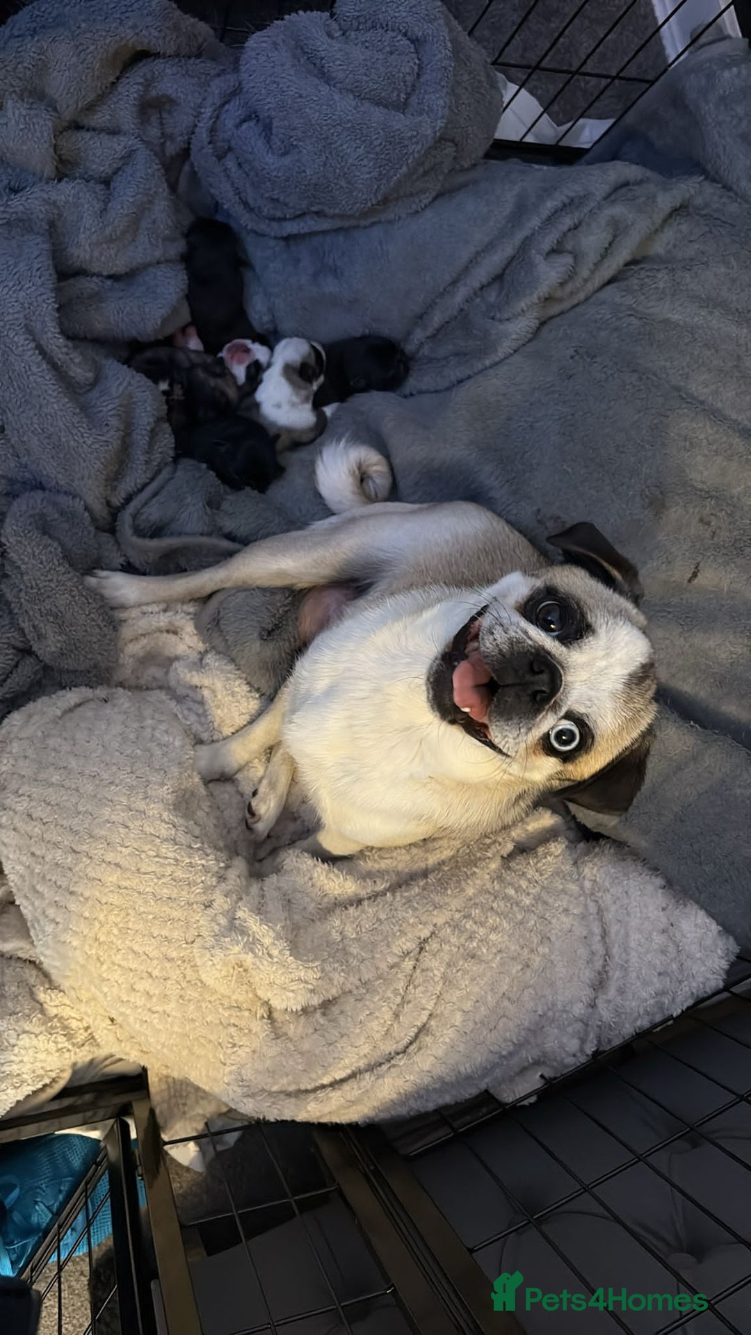Pug dogs for sale: Pug Puppies - Image 35