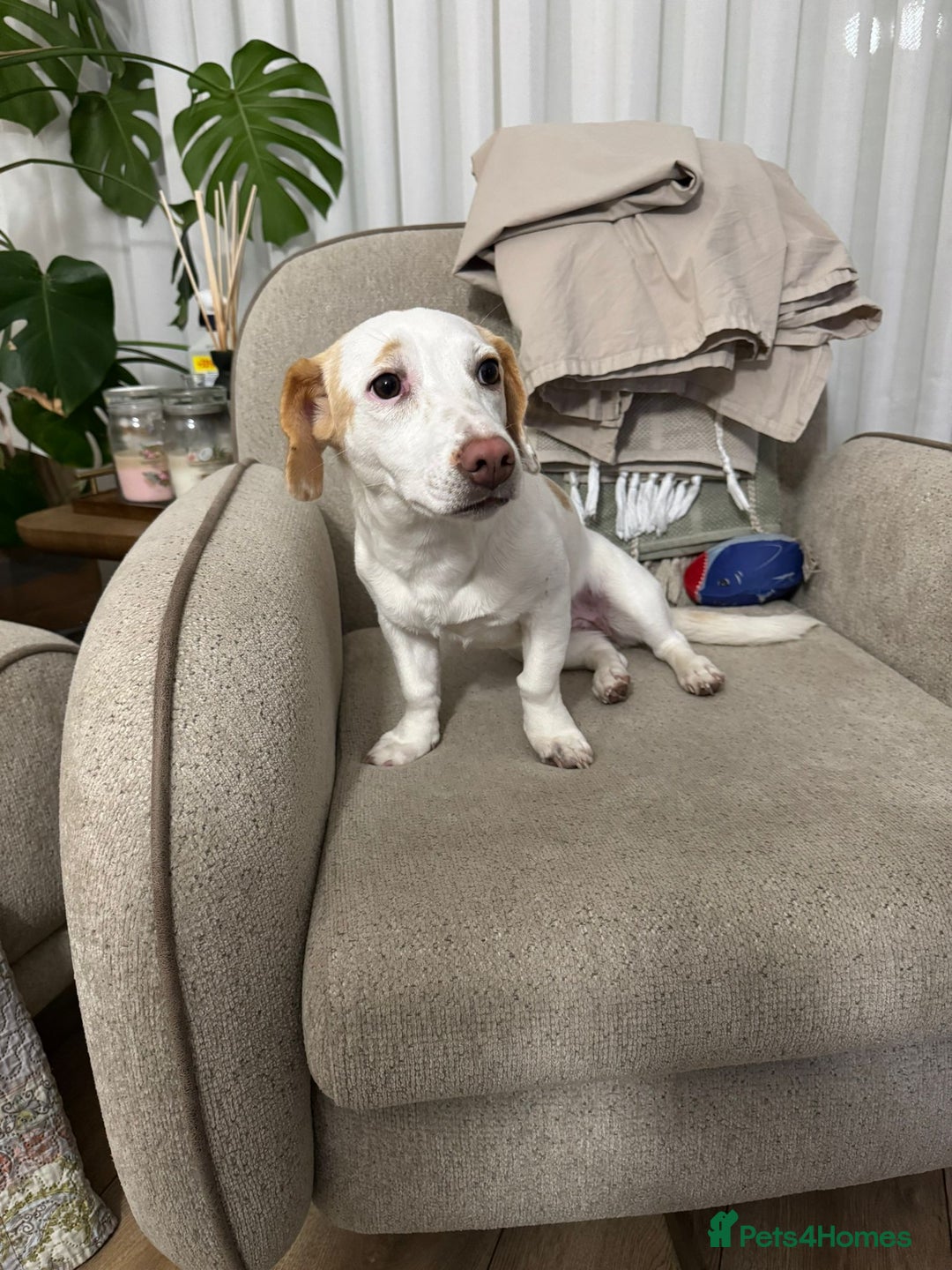 Dachshund dogs for adoption: 7 Months old, Dachshund Betty Readt to Adopt - Advert 4