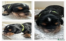 Cockapoo dogs for sale: Beautiful F1b Cockapoo Puppies Ready 14th November - Image 5