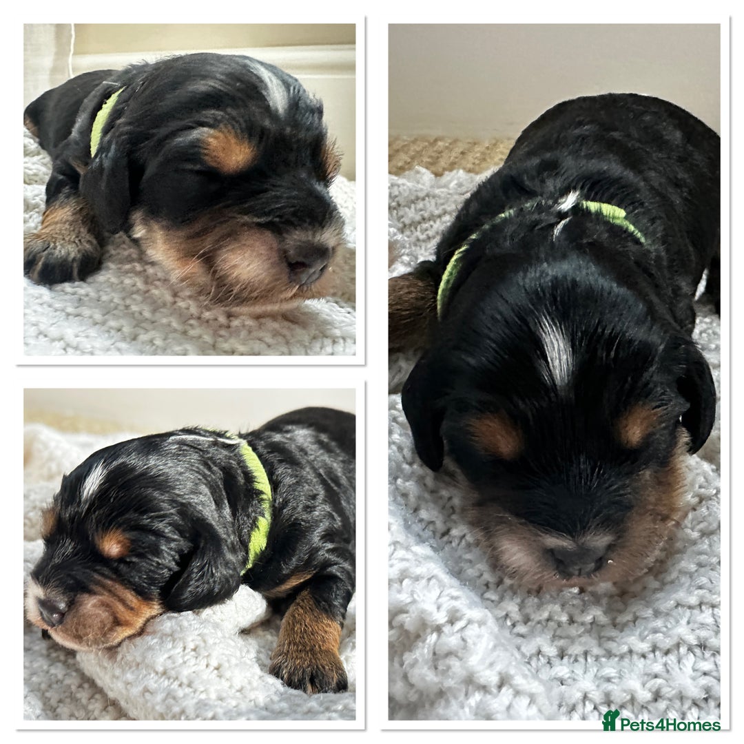 Cockapoo dogs for sale: Beautiful F1b Cockapoo Puppies Ready 14th November - Image 5