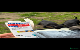 Staffordshire Bull Terrier dogs for sale: Pure blue staffy puppies ready to go - Image 6