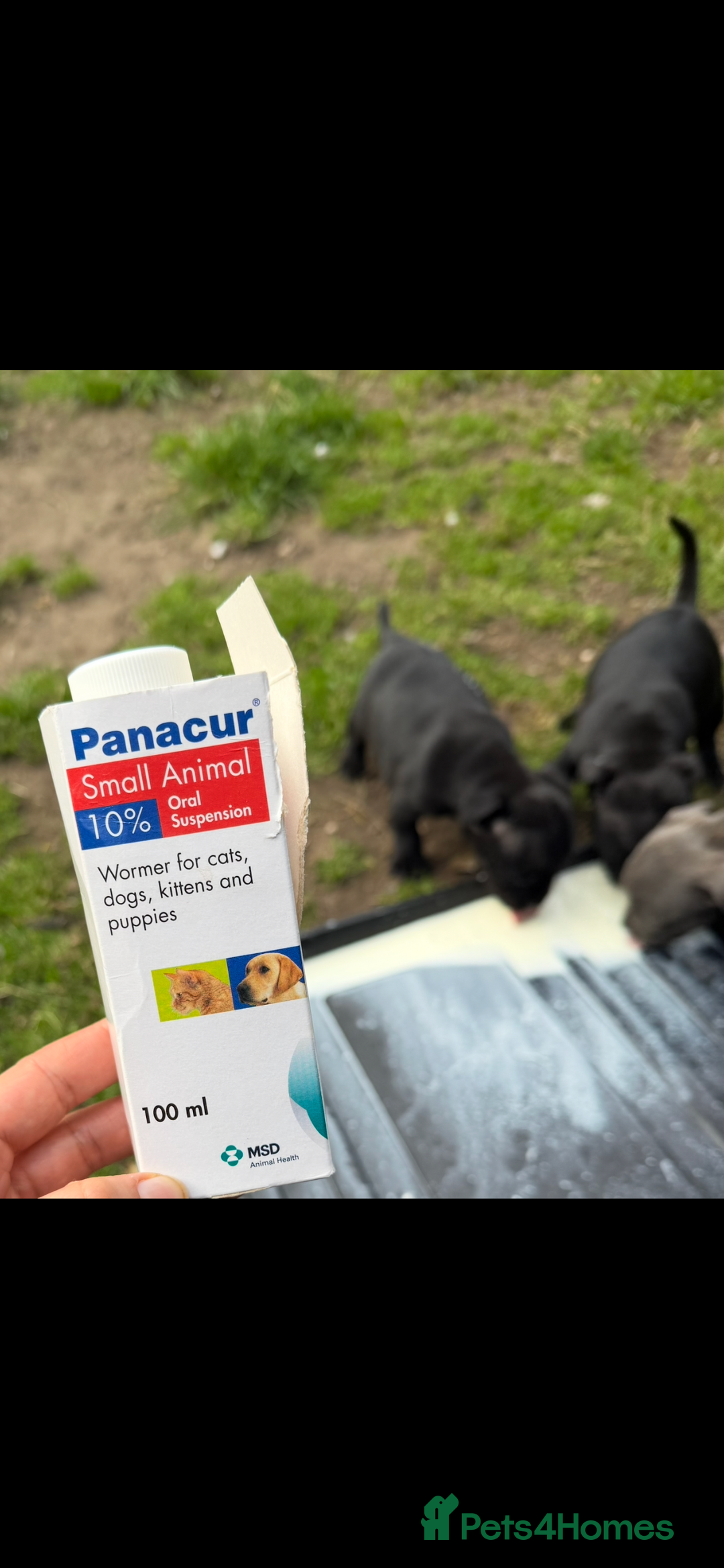 Staffordshire Bull Terrier dogs for sale: Pure blue staffy puppies ready to go - Image 6