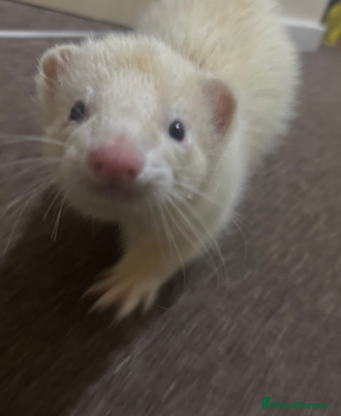Ferret rodents 6 month old champagne colored ferret with  - Advert 1