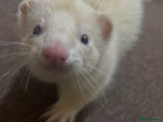 Ferret rodents 6 month old champagne colored ferret with - Advert 1