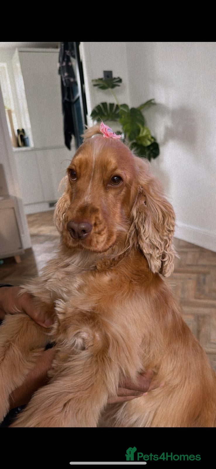 Cocker Spaniel dogs ⭐ ⭐ AMAZING KC SHOW COCKER SPANIELS - Advert 1