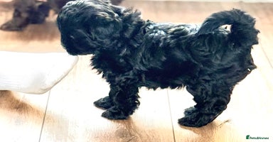 Shihpoo dogs - Advert 6