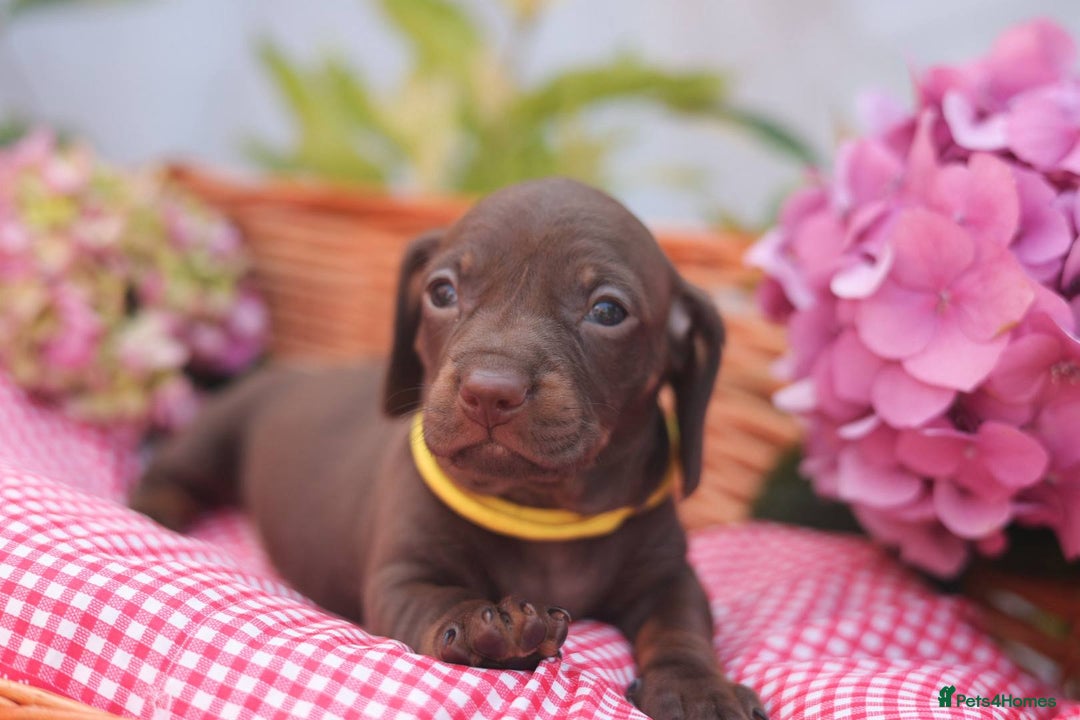 Dachshund dogs for sale: KC Miniature dachshunds puppies  - Image 12