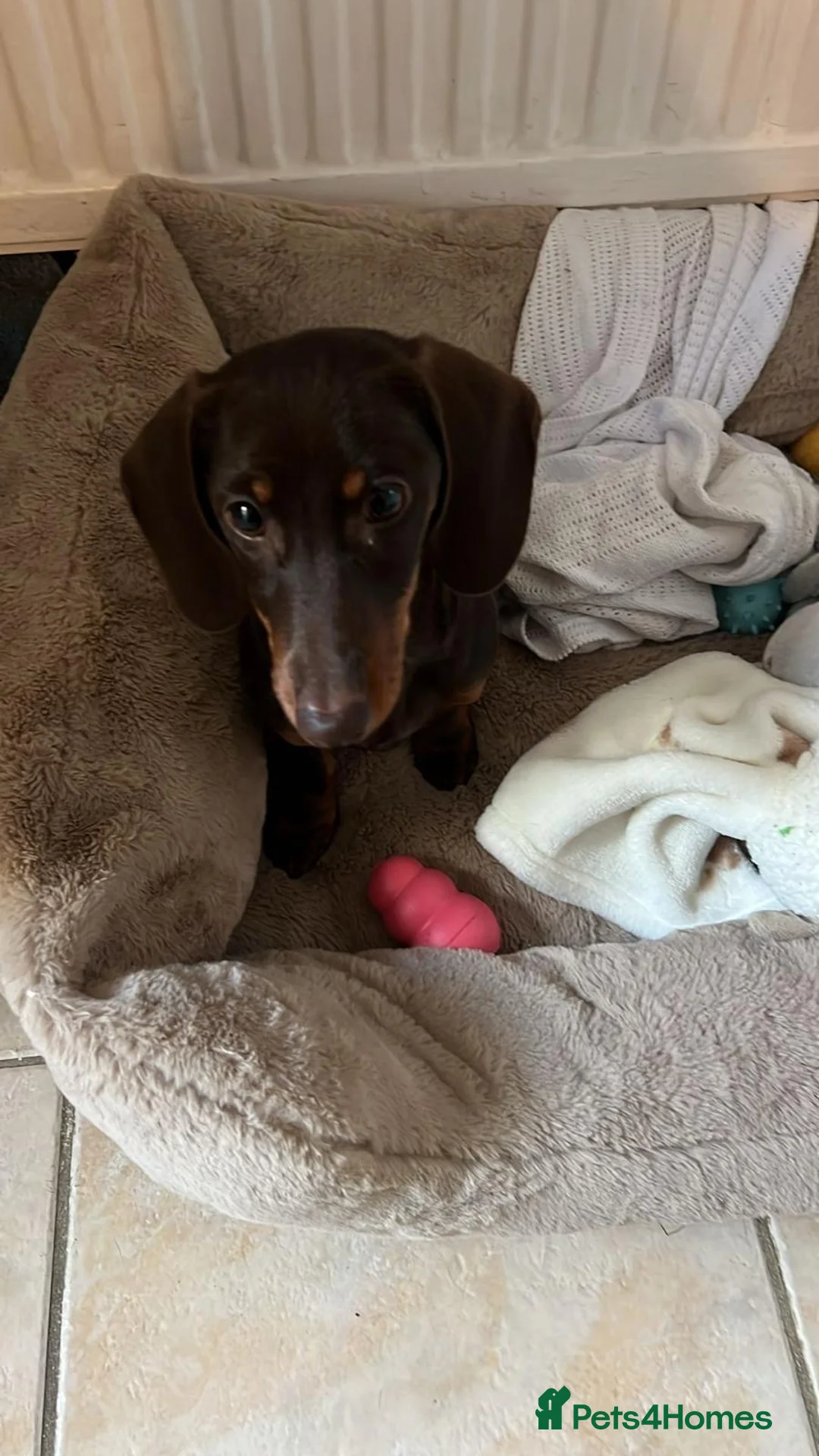 Miniature Dachshund dogs for sale: Beautiful coco needs a new home - Advert 2