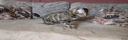 Bengal cats for sale: 🖤🤎 Beautiful Bengal 🤎🖤 - Advert 2