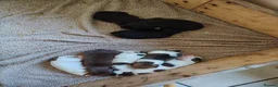 Mixed Breed dogs for sale: 3/4 Labrador Puppies for sale in Barrow-in-Furness - Advert 13