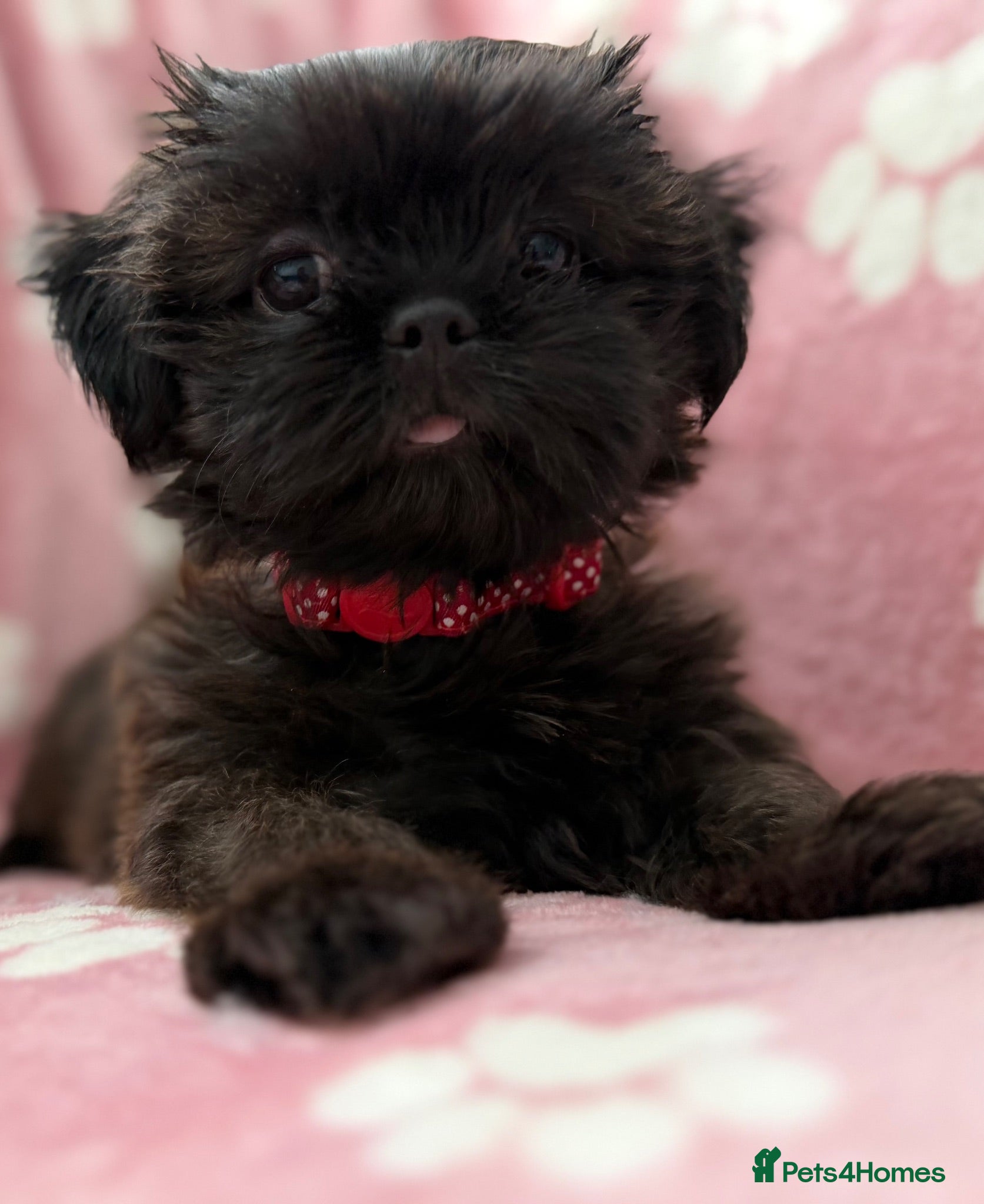 Shih Tzu dogs Beautiful Imperial Shih Tzu Puppies Ready To Go ❤️ - Advert 1