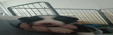 Border Collie Puppy 5