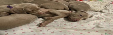 Weimaraner Puppy Pink